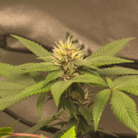Purple Kush growlog timeline photo