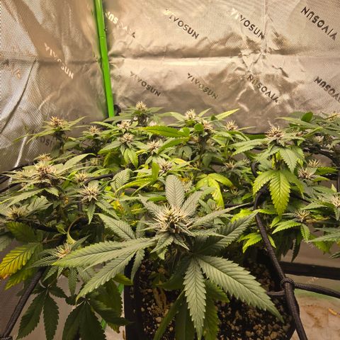Purple Kush growlog timeline photo