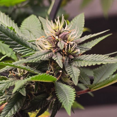 Purple Kush growlog timeline photo