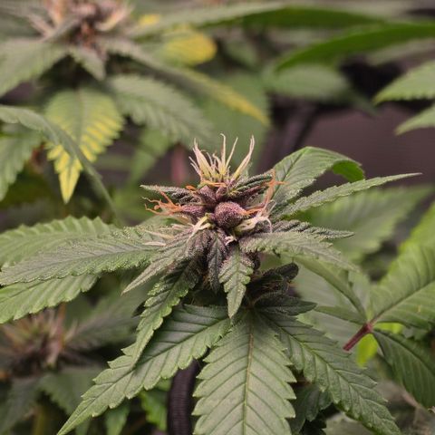 Purple Kush growlog timeline photo