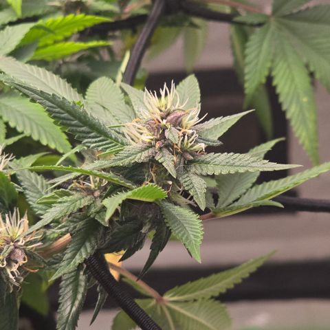 Purple Kush growlog timeline photo