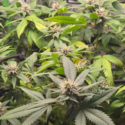 Purple Kush growlog timeline photo
