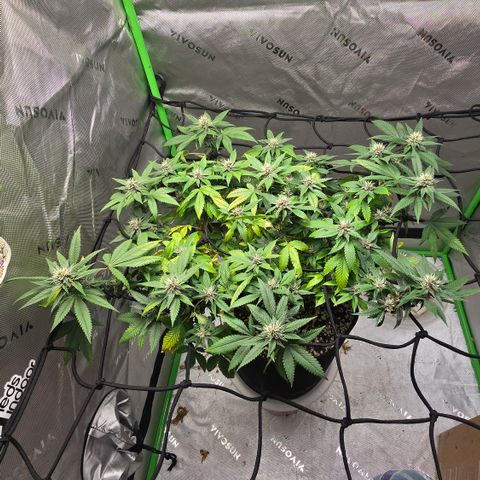 Purple Kush growlog timeline photo