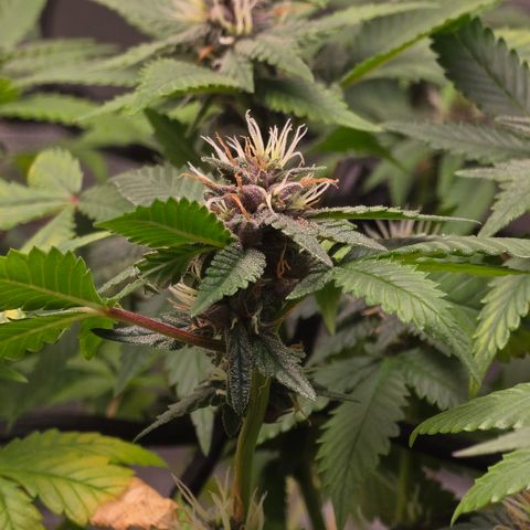 Purple Kush growlog timeline photo