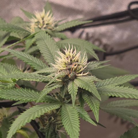 Purple Kush growlog timeline photo