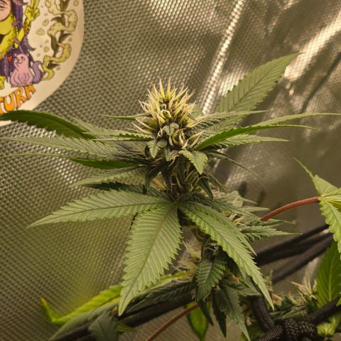 Purple Kush growlog timeline photo