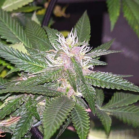 Purple Kush growlog timeline photo