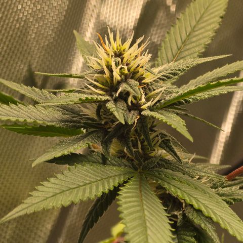 Purple Kush growlog timeline photo