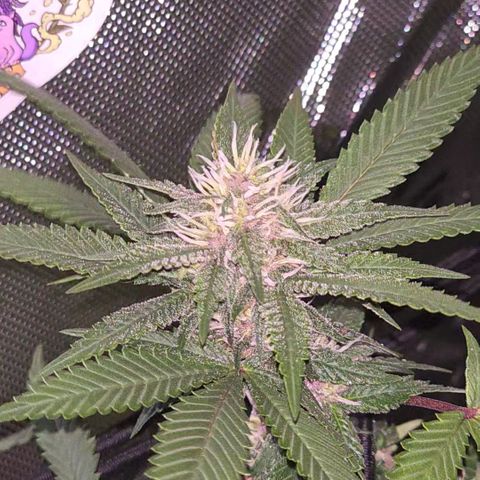Purple Kush growlog timeline photo