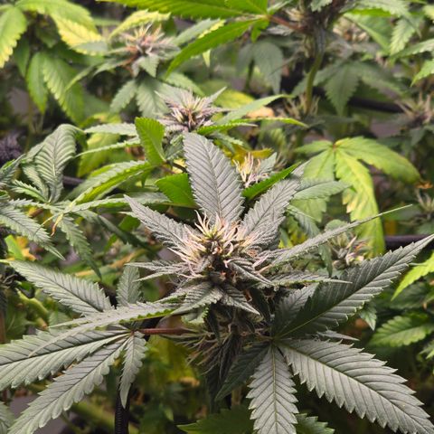 Purple Kush growlog timeline photo