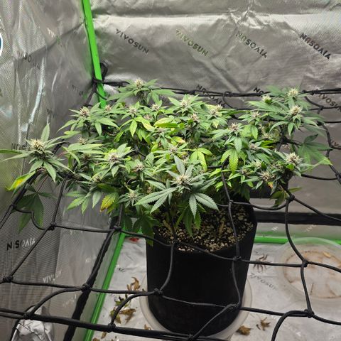 Purple Kush growlog timeline photo