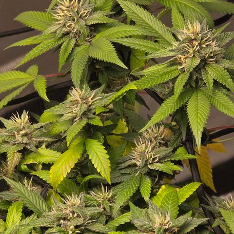 Purple Kush growlog timeline photo