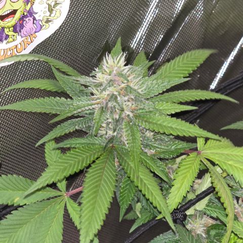 Purple Kush growlog timeline photo