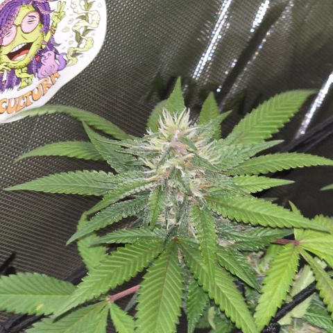 Purple Kush growlog timeline photo