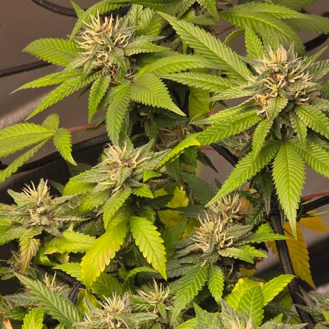 Purple Kush growlog timeline photo