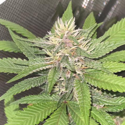 Purple Kush growlog timeline photo