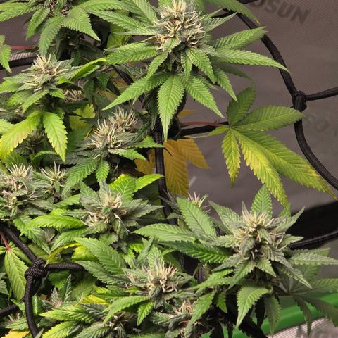 Purple Kush growlog timeline photo
