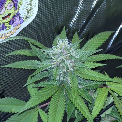 Purple Kush growlog timeline photo