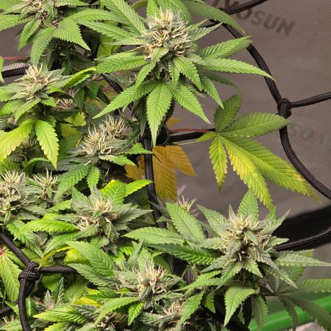 Purple Kush growlog timeline photo
