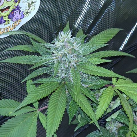 Purple Kush growlog timeline photo