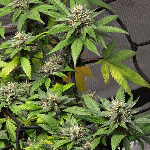 Purple Kush growlog timeline photo