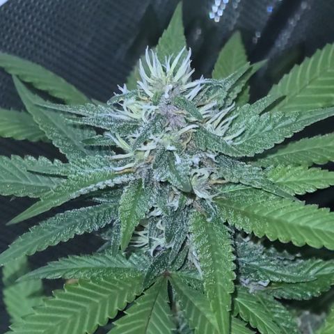 Purple Kush growlog timeline photo