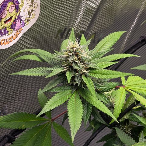 Purple Kush growlog timeline photo