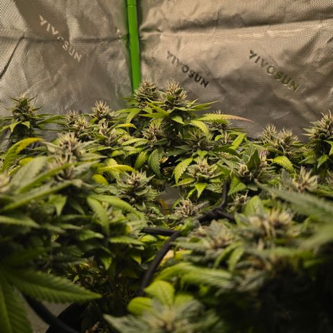 Purple Kush growlog timeline photo