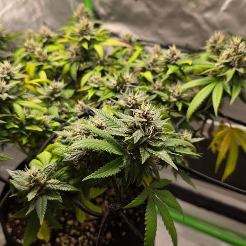 Purple Kush growlog timeline photo