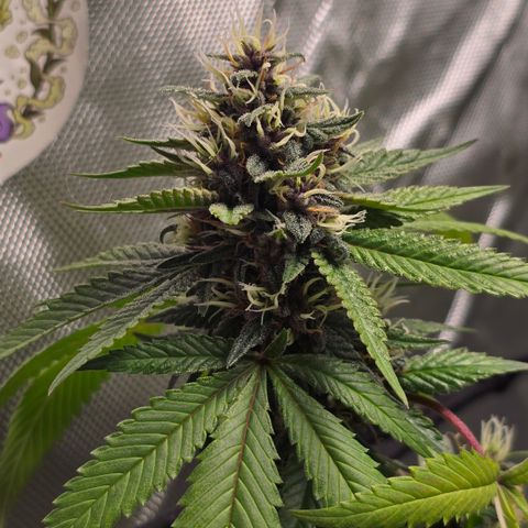 Purple Kush growlog timeline photo