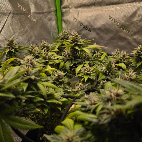 Purple Kush growlog timeline photo