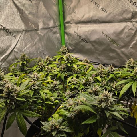 Purple Kush growlog timeline photo