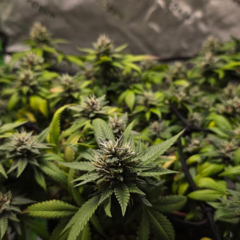 Purple Kush growlog timeline photo