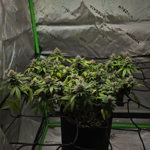 Purple Kush growlog timeline photo