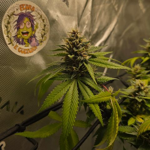 Purple Kush growlog timeline photo
