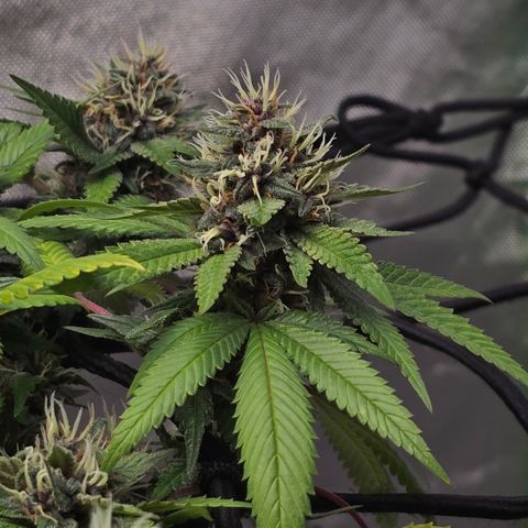 Purple Kush growlog timeline photo