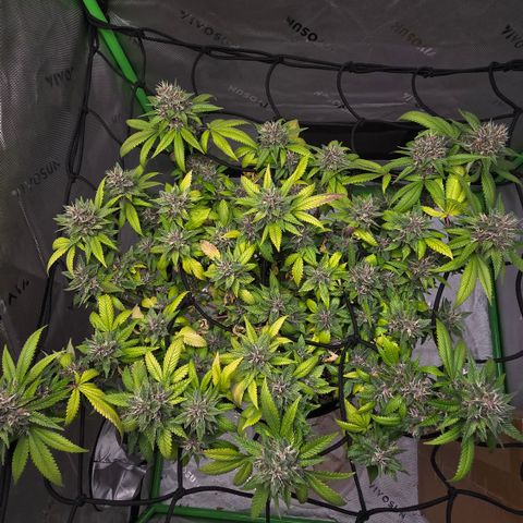 Purple Kush growlog timeline photo