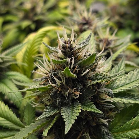 Purple Kush growlog timeline photo
