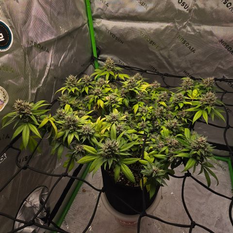 Purple Kush growlog timeline photo