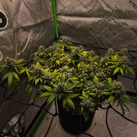 Purple Kush growlog timeline photo