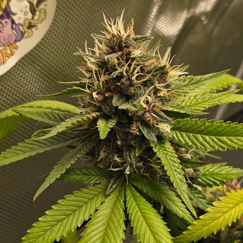 Purple Kush growlog timeline photo