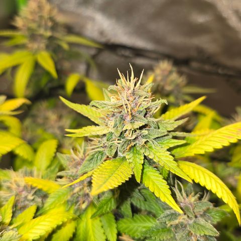 Purple Kush growlog timeline photo