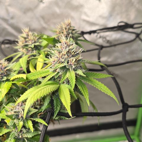 Purple Kush growlog timeline photo