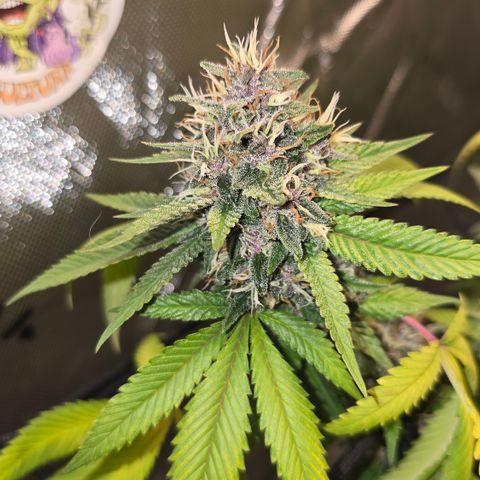 Purple Kush growlog timeline photo