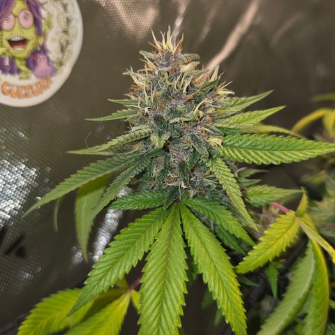 Purple Kush growlog timeline photo