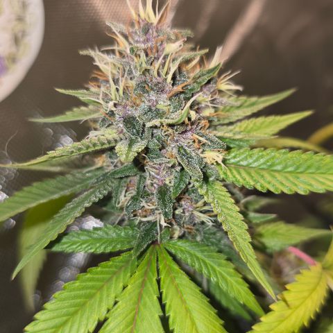 Purple Kush growlog timeline photo