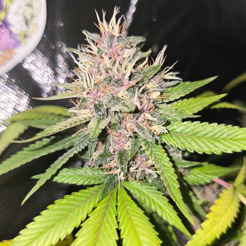 Purple Kush growlog timeline photo