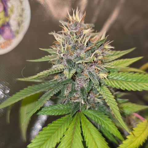 Purple Kush growlog timeline photo