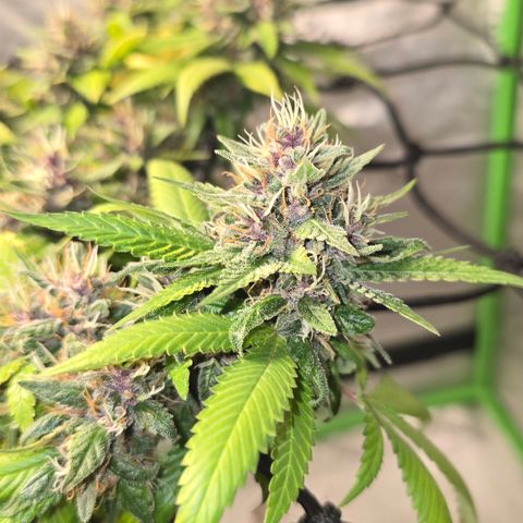 Purple Kush growlog timeline photo