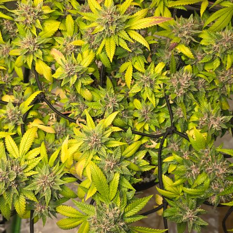 Purple Kush growlog timeline photo